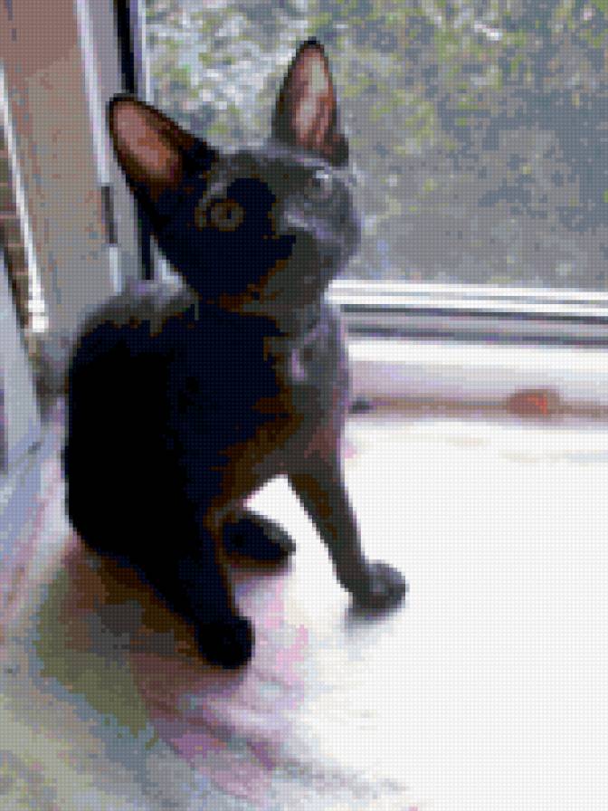 Маркус - предпросмотр