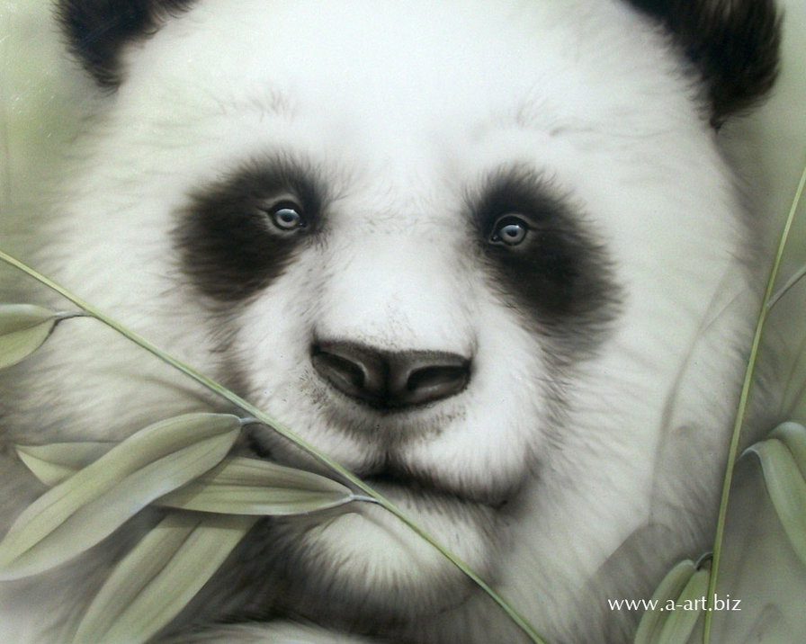 панда - природа, панды, китай - оригинал