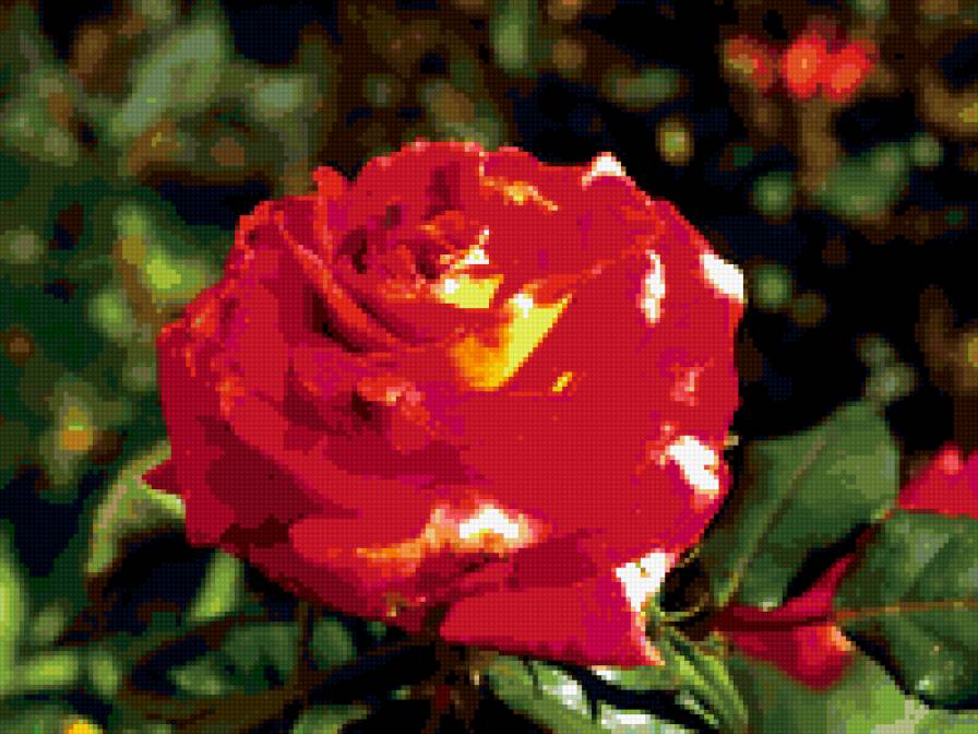 роза - цветы, розы, цветок, роза - предпросмотр