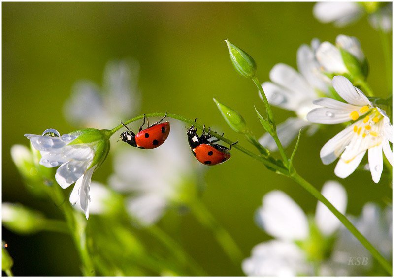 №404227 - оригинал