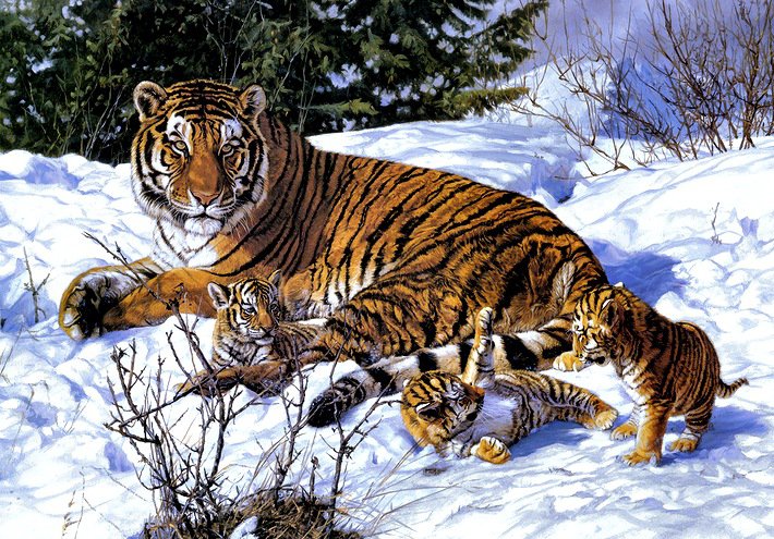 Тигры - животные, тигры - оригинал