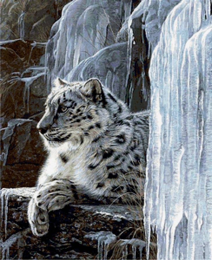 Снежный барс - животные, снежный барс - предпросмотр