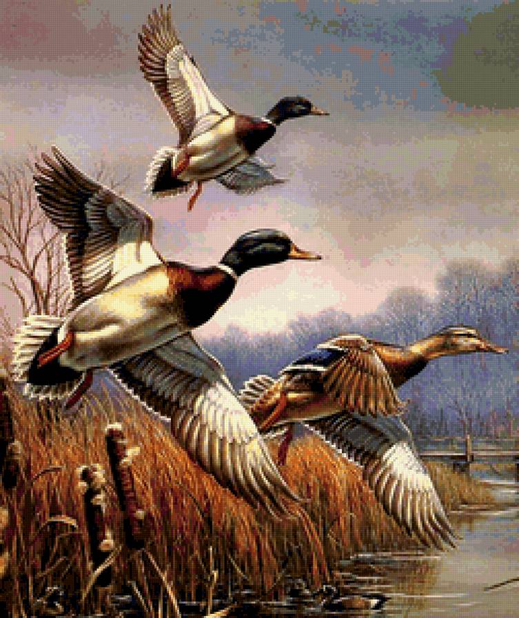 Утки над озером - утки, птицы, озеро - предпросмотр