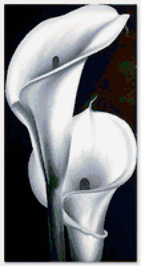 нежные каллы - каллы, цветы - предпросмотр