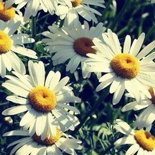 Одуванчики