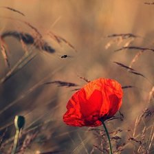 Схема вышивки «Мак»