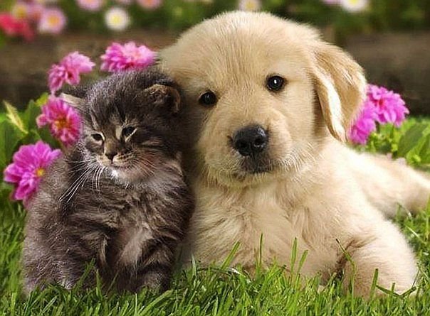 друзья - собака, кошка, животные - оригинал