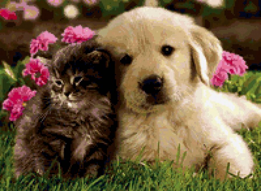 друзья - собака, кошка, животные - предпросмотр