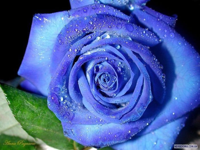 голубая роза - розы, цветы - оригинал