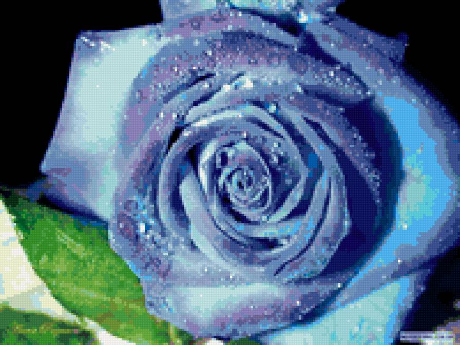 голубая роза - розы, цветы - предпросмотр