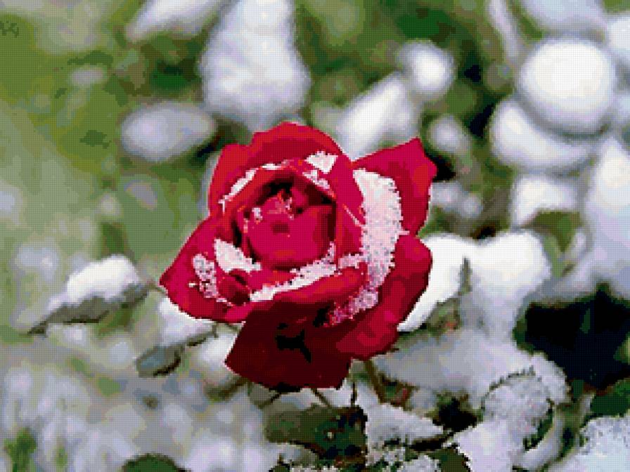 роза в снегу - цветы, розы - предпросмотр