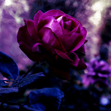 Схема вышивки «редкая красота»