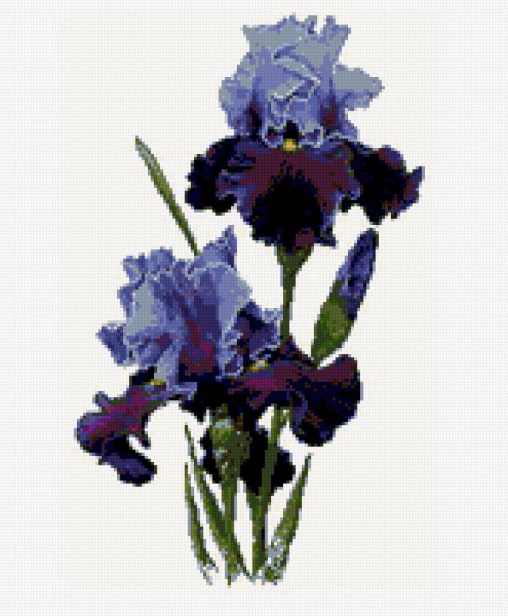 ирисы - ирисы - предпросмотр