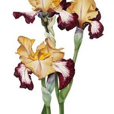 Схема вышивки «ирисы»