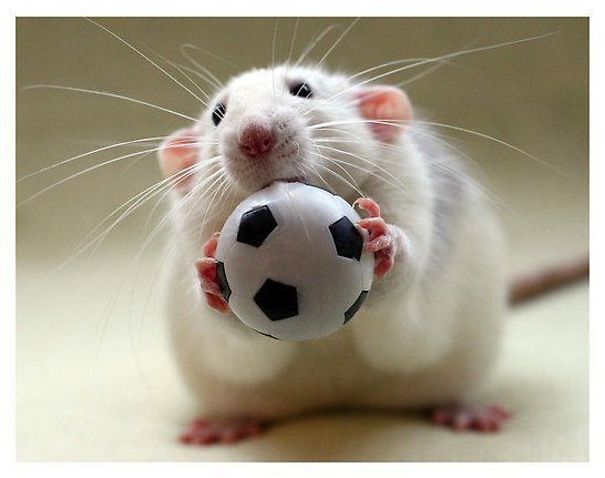 Любимец - мышь - оригинал