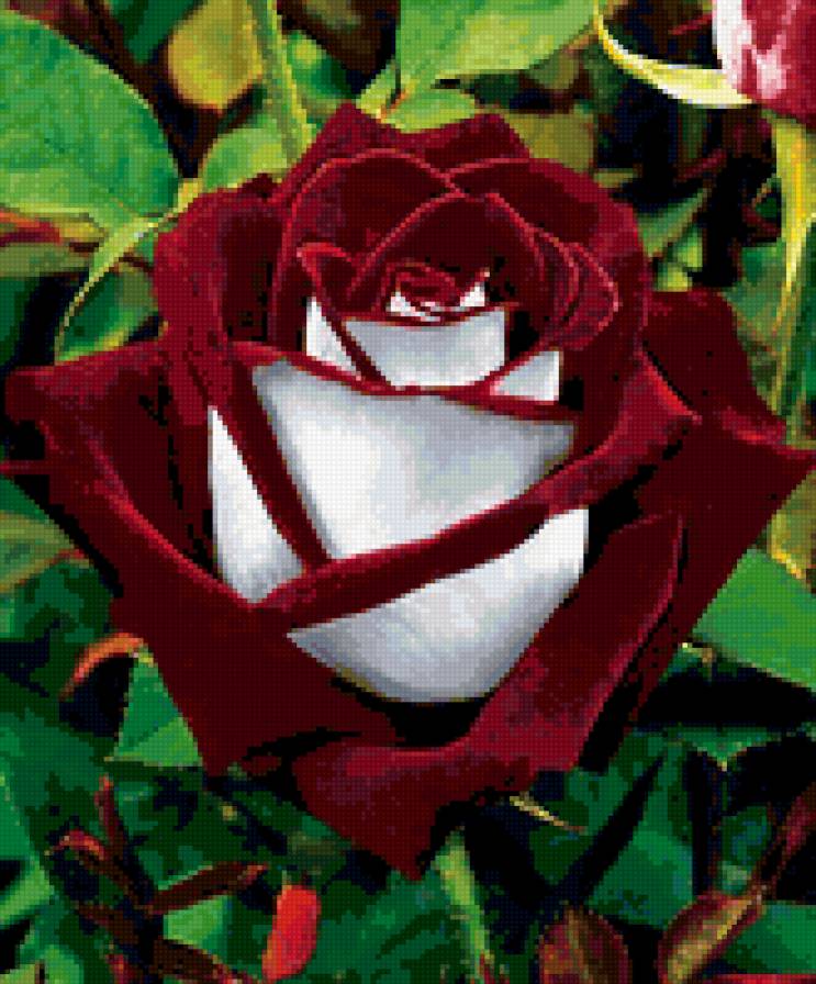 Роза - цветок, роза - предпросмотр