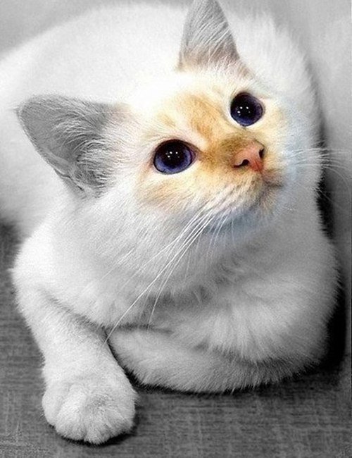Кошка - сиамская кошка - оригинал