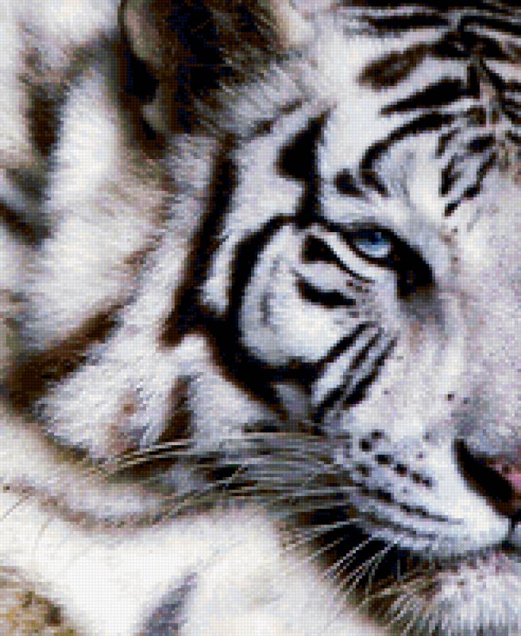 Тигр - белый тигр - предпросмотр