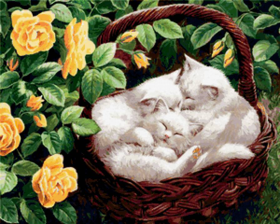 котята - розы, пейзаж, котенок, цветы, корзина - предпросмотр