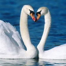 Схема вышивки «лебеди»