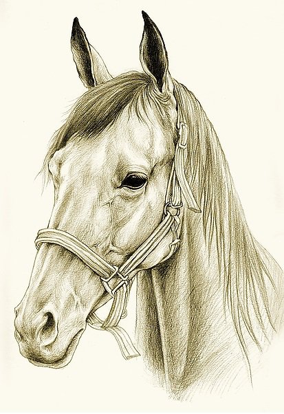 портрет коня - портрет, сепия, лошадь, домашние животные, конь - оригинал