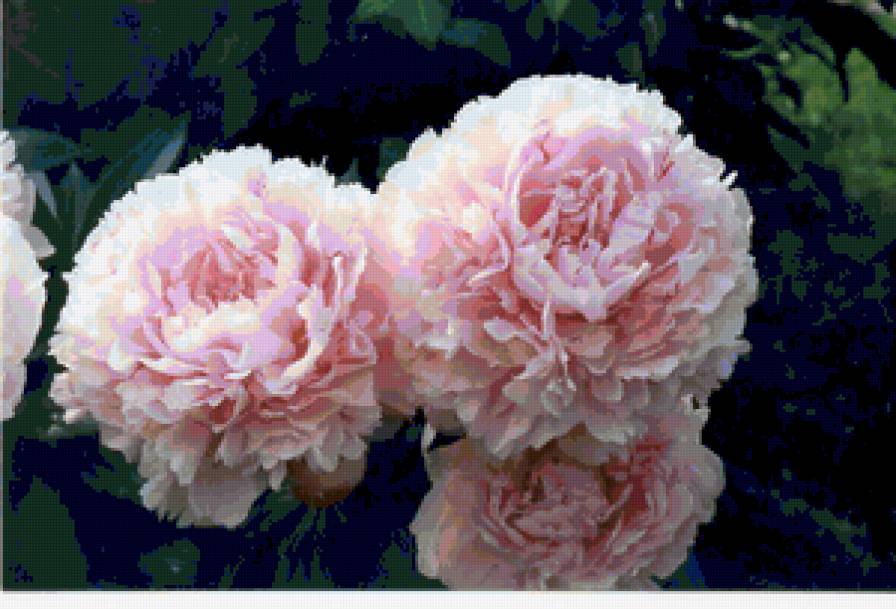 розовые пионы - пионы - предпросмотр