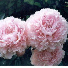 Оригинал схемы вышивки «розовые пионы» (№405983)