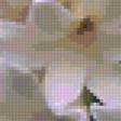 Предпросмотр схемы вышивки «белый гиацинт» (№405985)