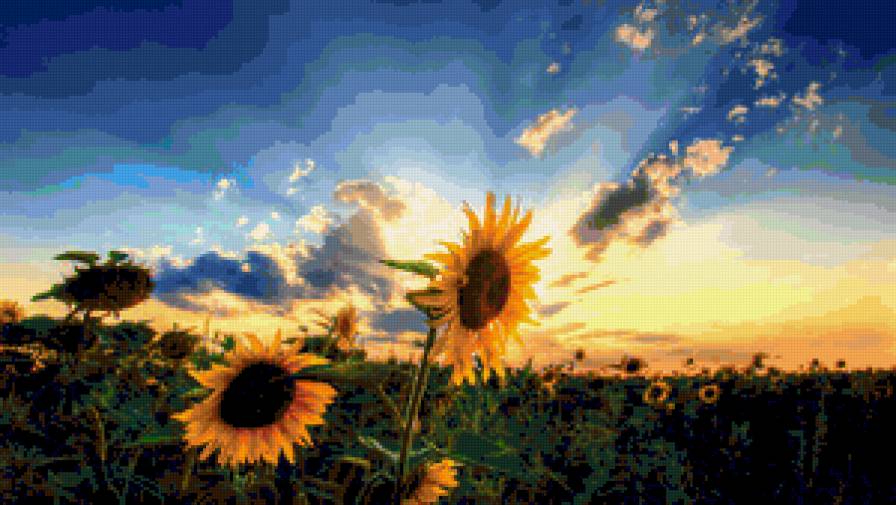 поле подсолнухов на фоне неба голубого - подсолнухи, небо - предпросмотр