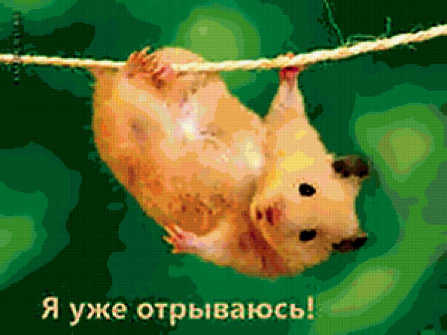 хома - предпросмотр