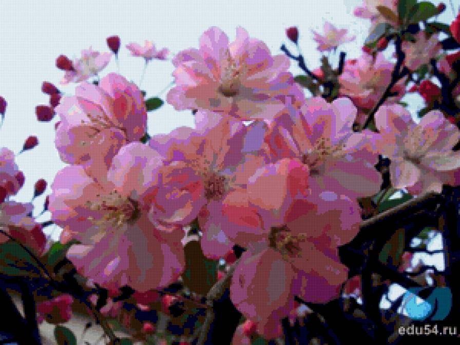 цветочки сакуры - цветы, сакура - предпросмотр