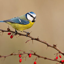 Схема вышивки «Синичка»
