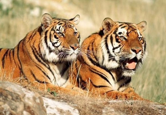 Тигр и тигрица - тигры, дикие животные, природа - оригинал