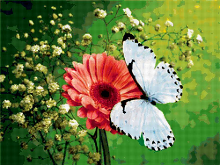 Бабочка на цветке - предпросмотр