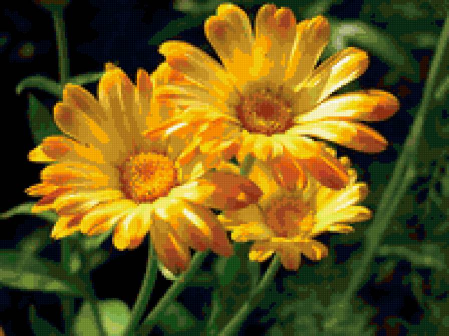 ноготки - лето, ноготки, цветы - предпросмотр