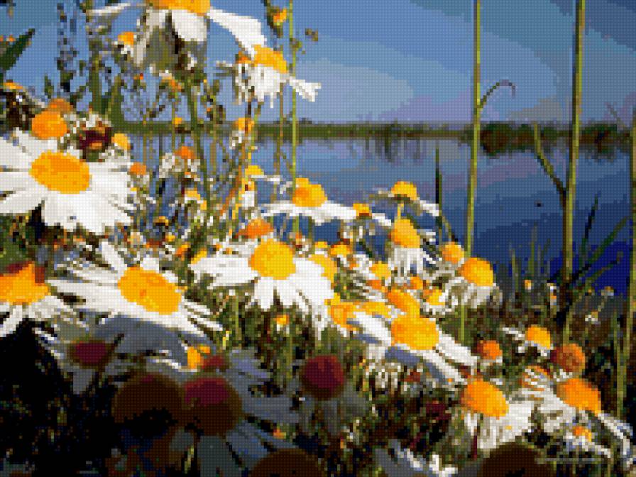 ромашки - пейзаж, ромашки - предпросмотр