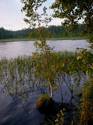лето на озере - вода, пейзаж - оригинал
