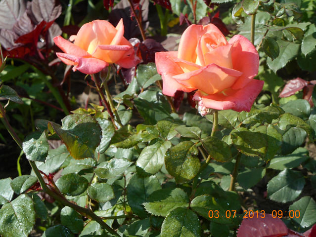 розы - цветы - оригинал