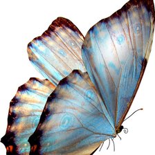 Оригинал схемы вышивки «бабочка» (№407062)