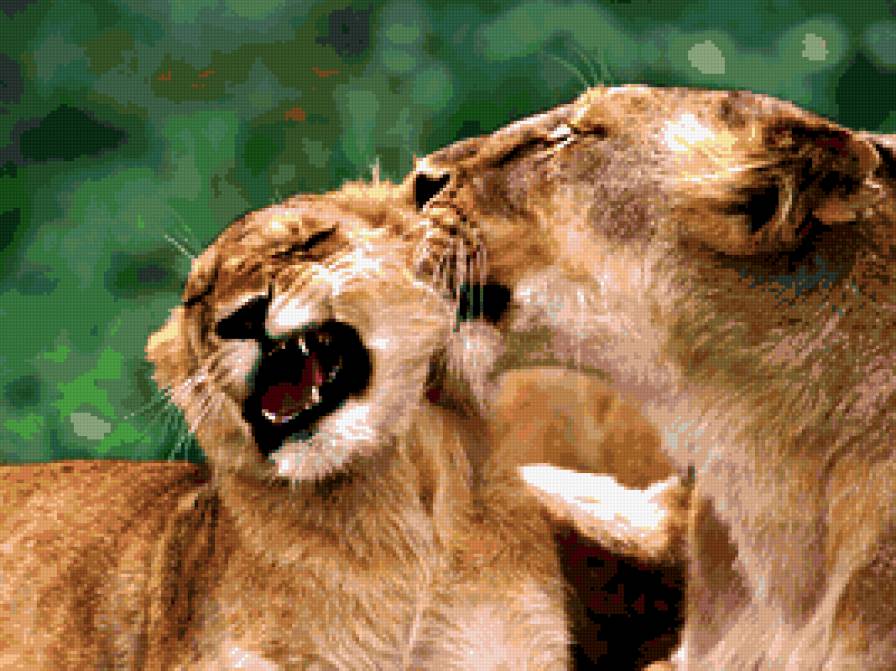 львы1 - животные - предпросмотр