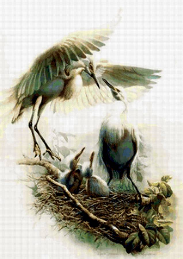 Серия "Птицы" - растение, природа, птицы - предпросмотр