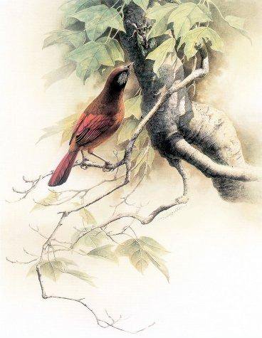 Серия "Птицы" - природа, растение, птицы - оригинал