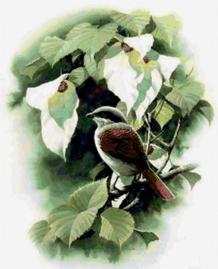 Серия "Птицы" - растение, птицы, природа - предпросмотр