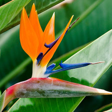 Схема вышивки «стрелиция»