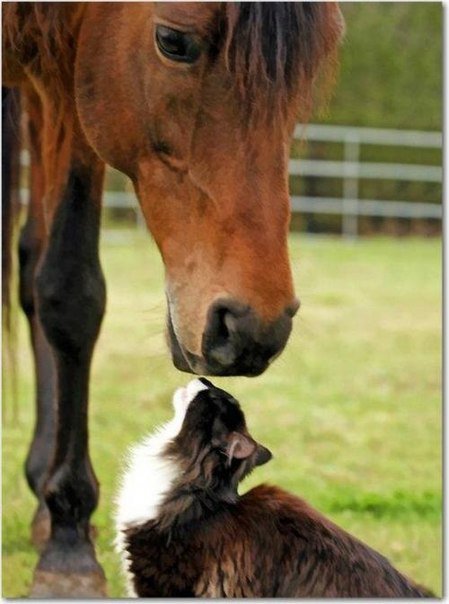 лошадь и кот - животные - оригинал