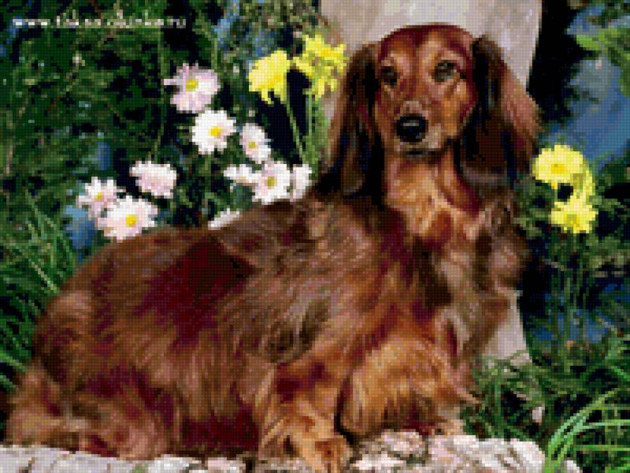 Такса - собаки - предпросмотр