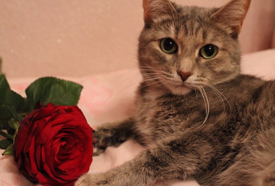 котик с розой - котята, цветы. кошки, животные - оригинал