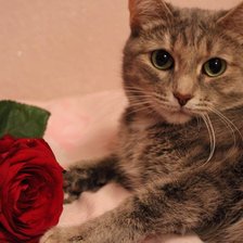 котик с розой