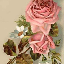 Схема вышивки «скромность»