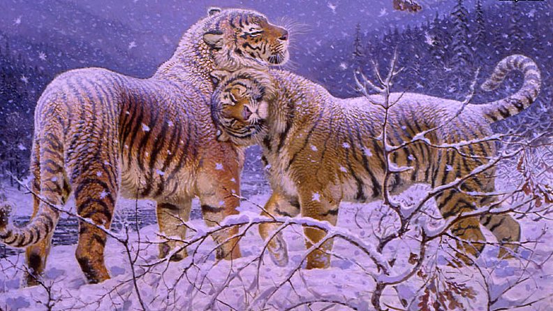 Любовь - животные, тигры - оригинал